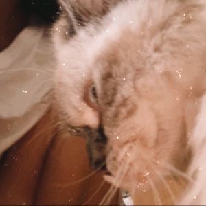 Meet your Posher, Shirley